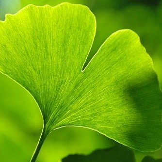 super aliment Ginkgo