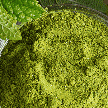 super aliment Moringa